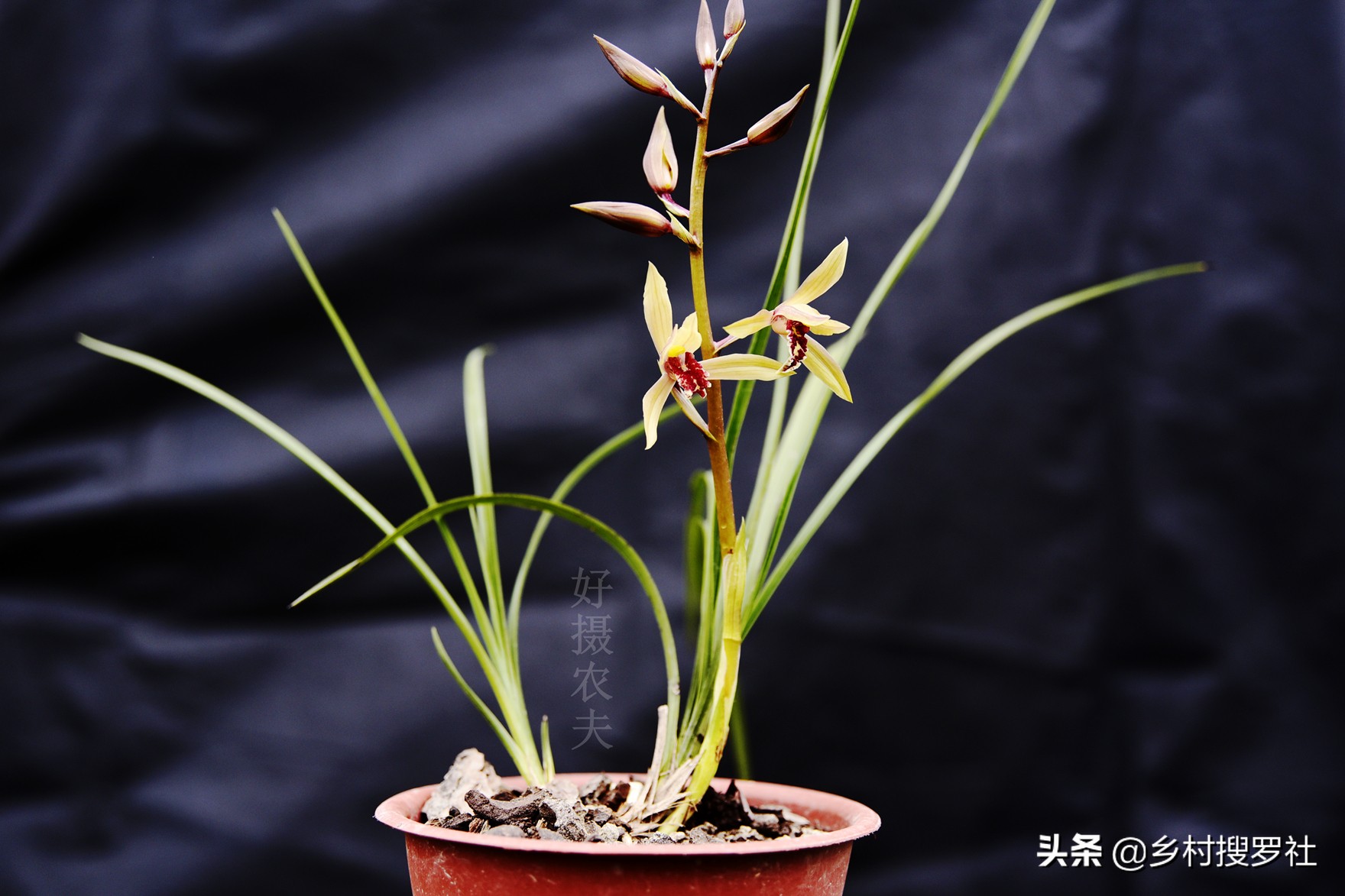 蕙兰生长最快最好的方法,蕙兰怎么养能使蕙兰变翠绿