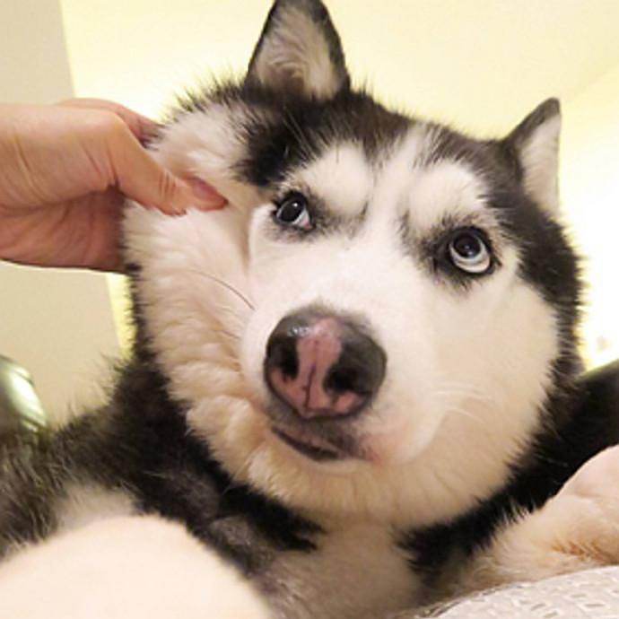 预防狗狗眼部疾病吃什么,狗狗最常见的十大疾病