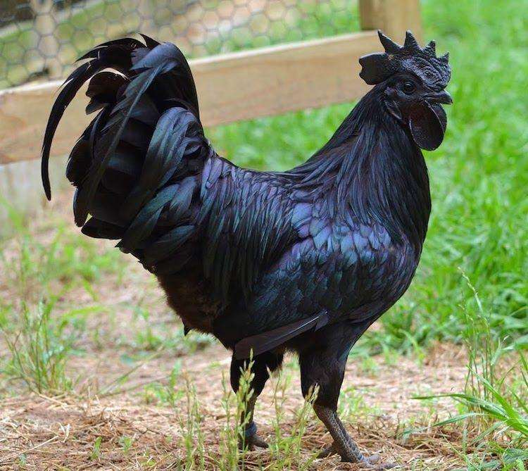 乌鸡中的“*博兰**基尼鸡”全身上下都是黑的，价格高达1.8万元！