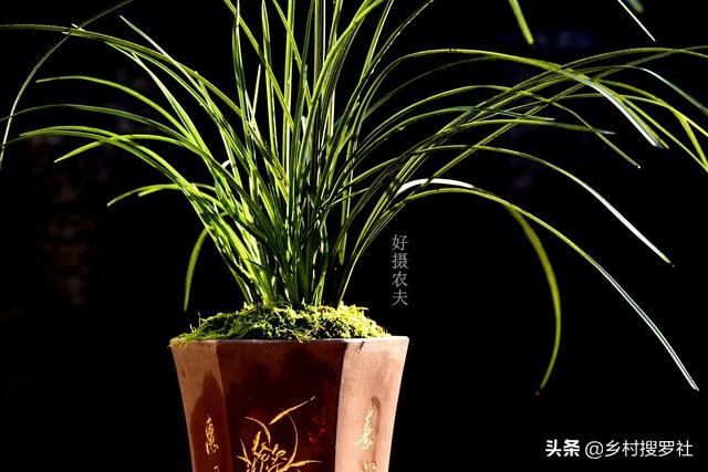 虫蛀木头可以养兰花吗,虫蛀的木头养花