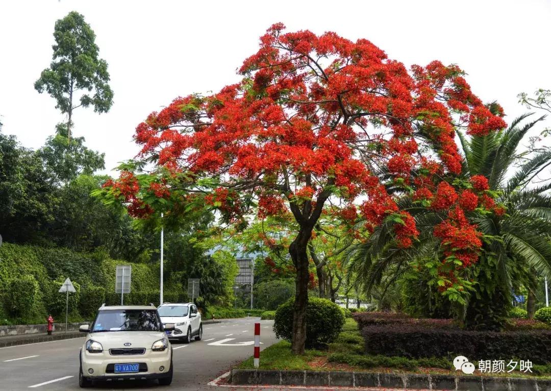 凤凰浴火时,盛夏晚晴天