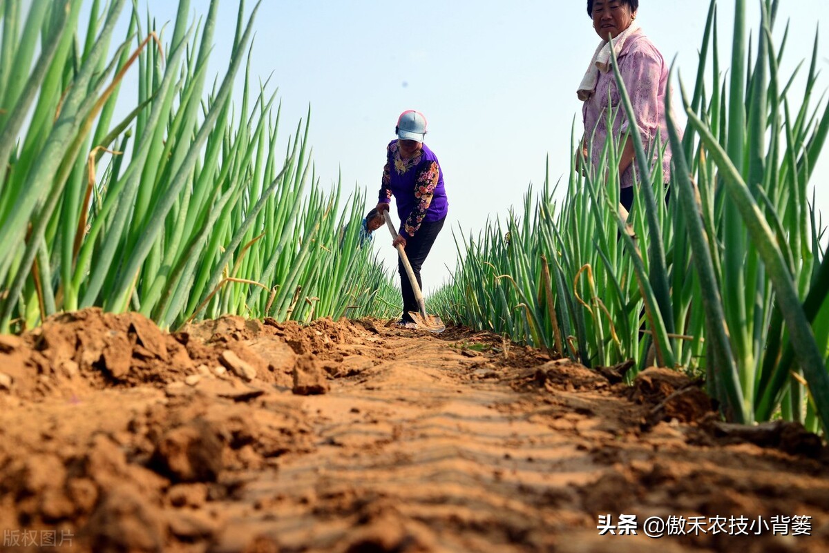 秋季大葱的种植方法和时间,大葱种植技术如何管理