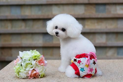 长毛犬推荐公的还是母的,新手怎么选宠物狗小型犬