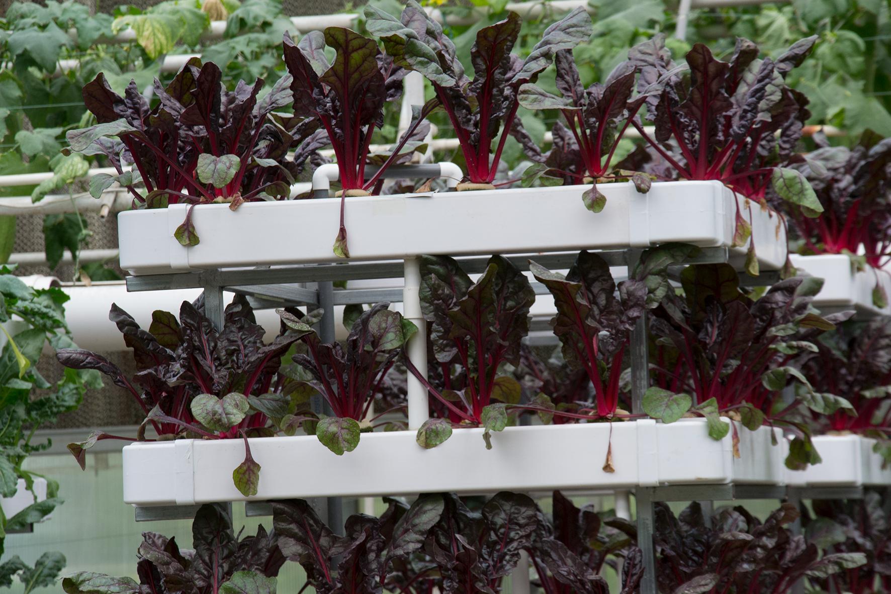 秋施基肥能否不挖坑,苹果树用什么土种植好