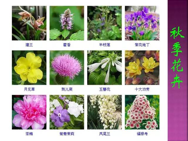 花卉大全500种观叶植物名称,1332种常见花卉植物图谱