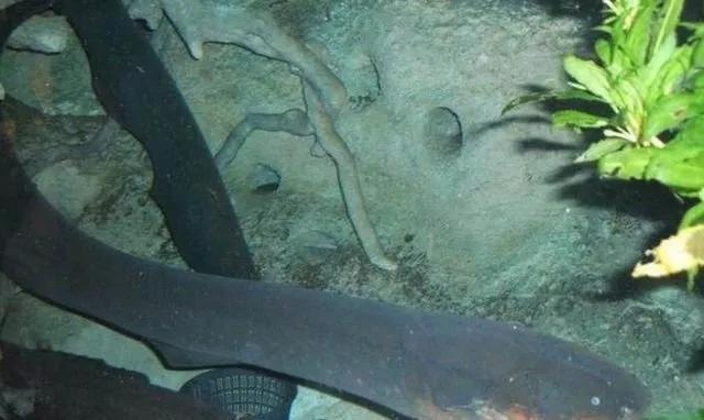 亚马逊河最恶心的动物,亚马逊河十大危险动物