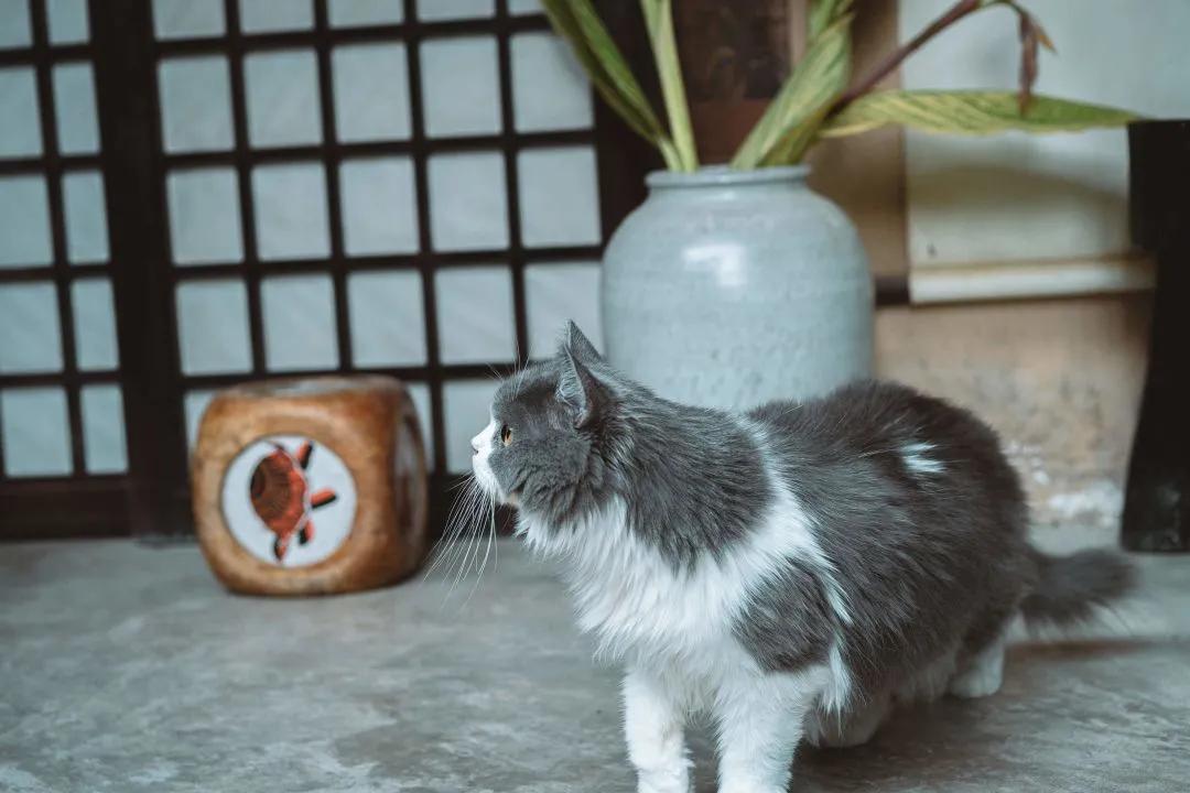 养猫40条常识猫咪生病的症状,新手养猫攻略常见的猫咪疾病篇