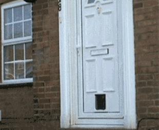 如何判断边境牧羊犬是笨是聪明,边境牧羊犬为什么不会攻击人