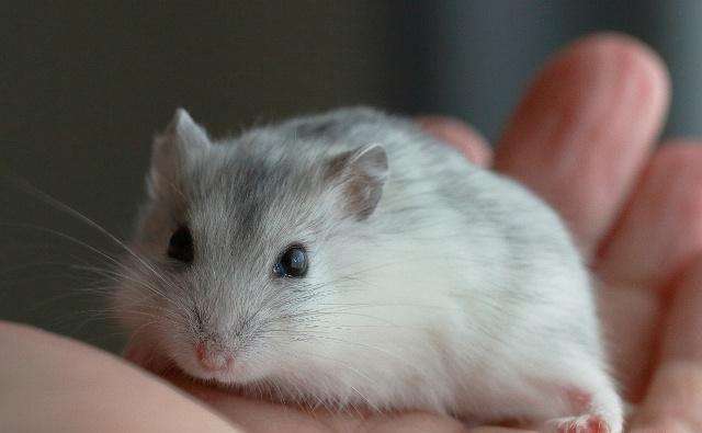 仓鼠夏天吃什么不容易中暑,夏天怎样带仓鼠出门才不会中暑啊