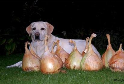 拉布拉多吃不吃生蔬菜,对拉布拉多肠胃好的蔬菜