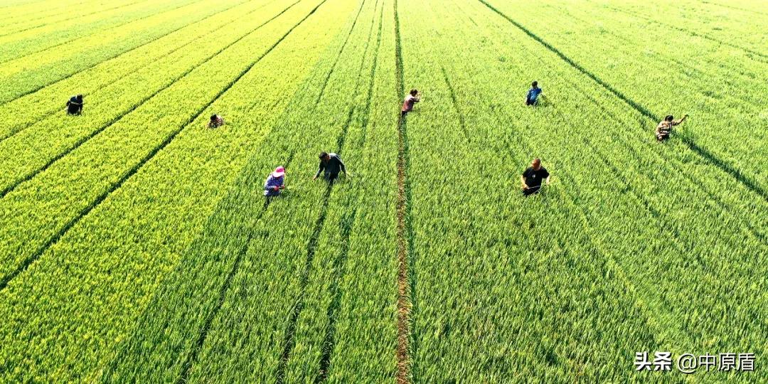 河南以什么出名,河南凭什么要当农业大省