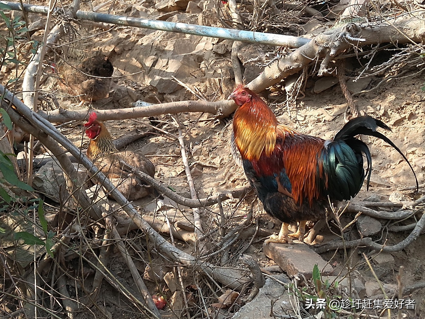 北江渔村河鲜栈道,清远白庙渔村攻略