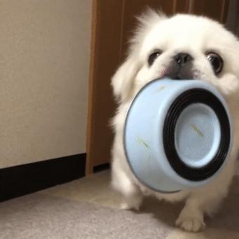 新手便宜好养活的狗有几种,十种便宜好养的小型宠物狗