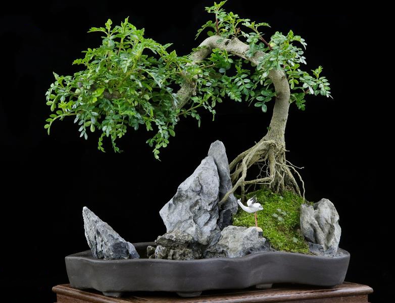 此树自带“香气”，叶子捣成泥是天然面膜，名气不佳1棵仅卖10元