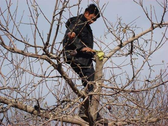 刚栽的苹果幼树怎么修剪,苹果幼树树头怎样修剪