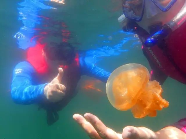 帕劳金色水母,帕劳水母旅行