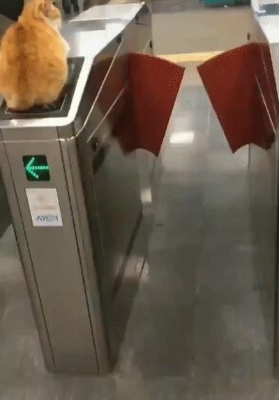 今日萌图,仓鼠身上长了疑似肿瘤的东西