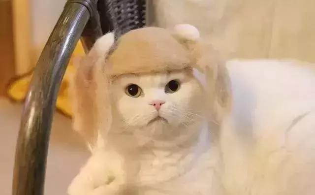 变废为宝绵羊毛衣,变废为宝旧毛衣