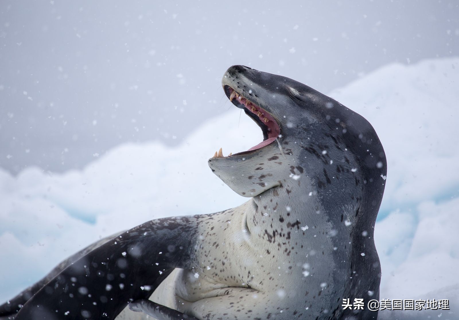 你见过的海豹都这么逗吗？！