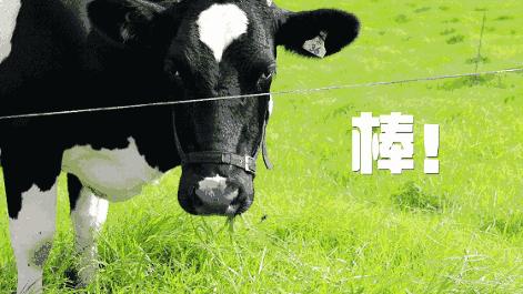 聪尔壮学生奶粉什么价位,聪尔壮美可多奶粉怎么样