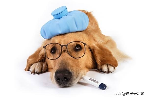 带宠物去宠物医院检查身体多少钱,宠物看病去哪里报销啊多少钱