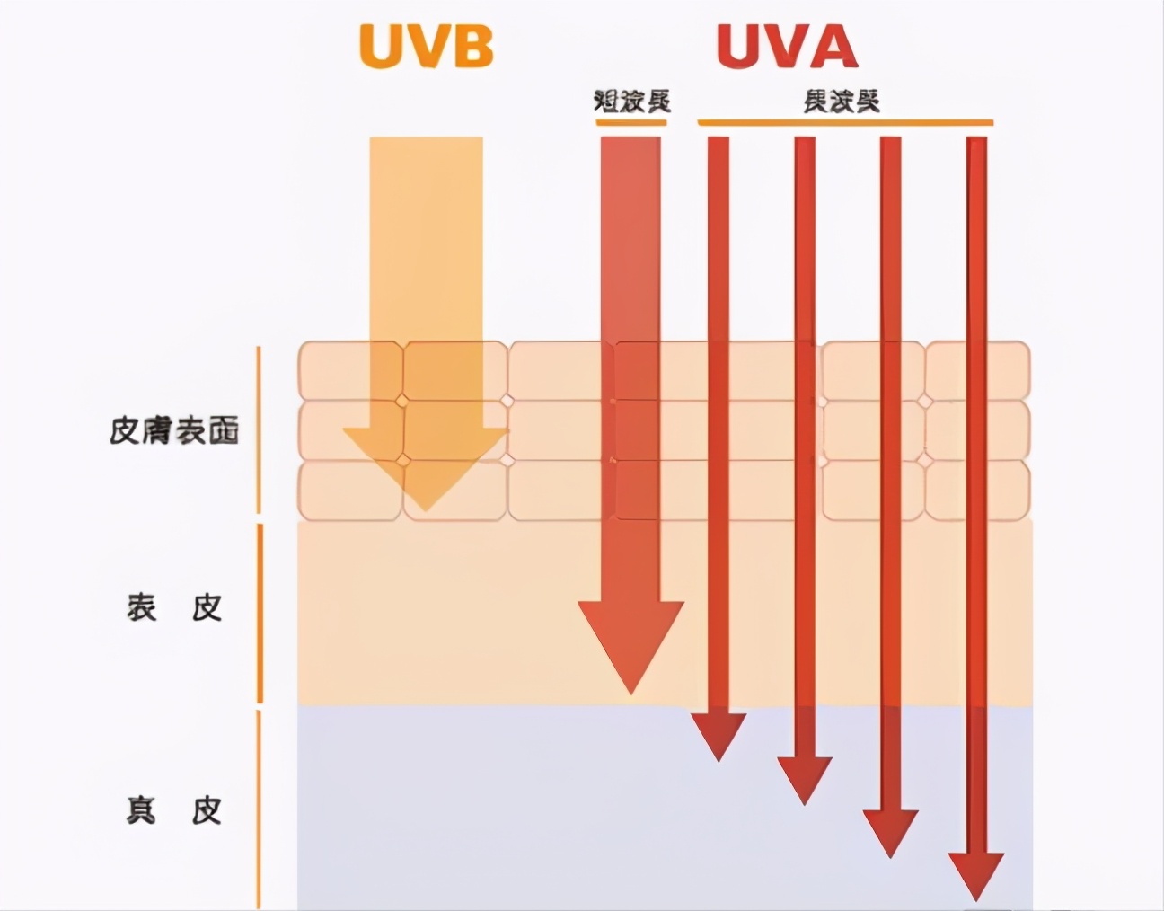 科学养生我是认真的,科学护肤用什么产品