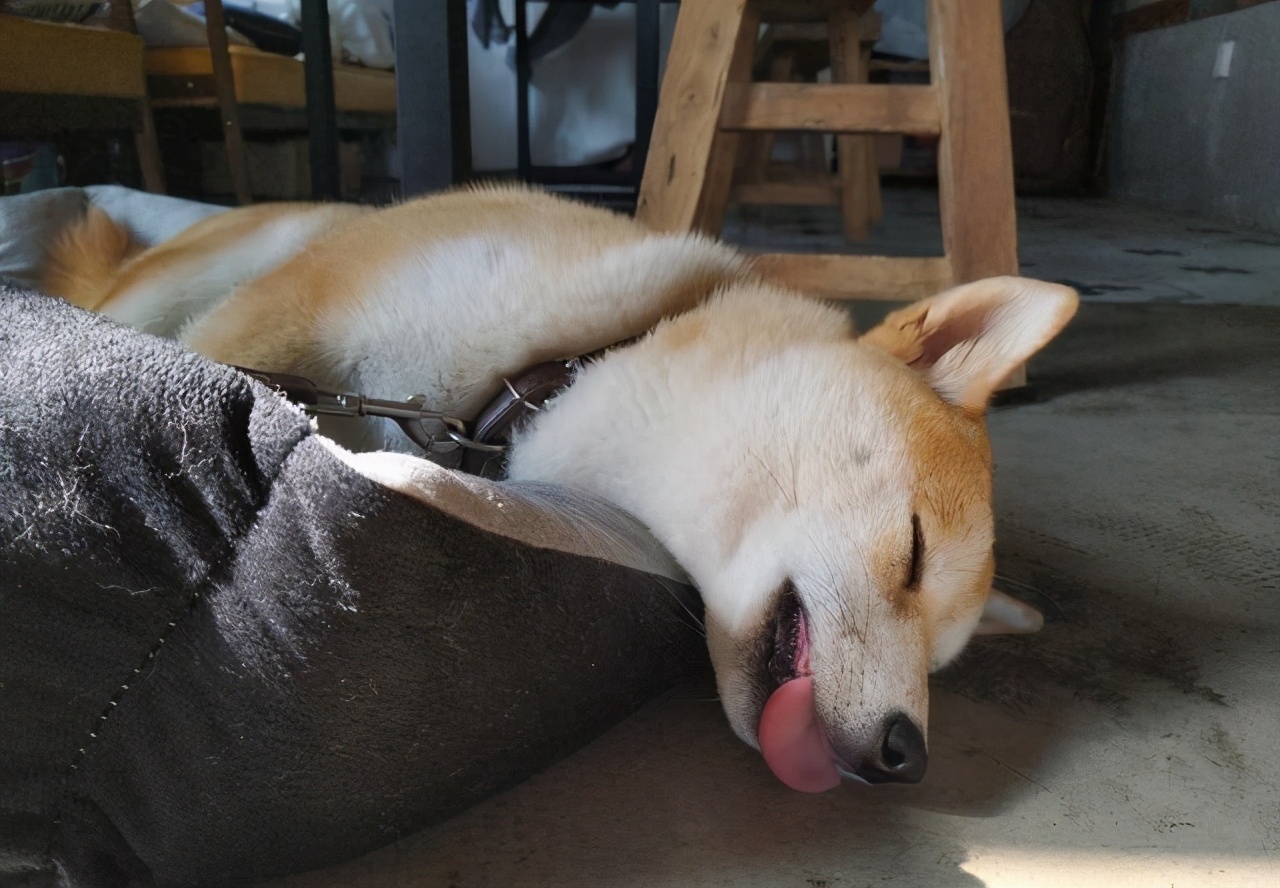 狗狗喜欢睡床底下代表什么,狗狗睡床