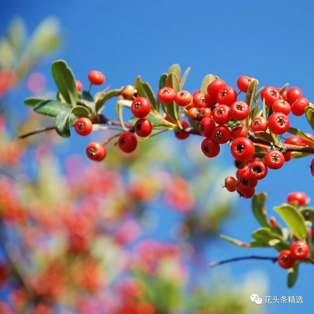 最优质的北美冬青,北美冬青性价比高的