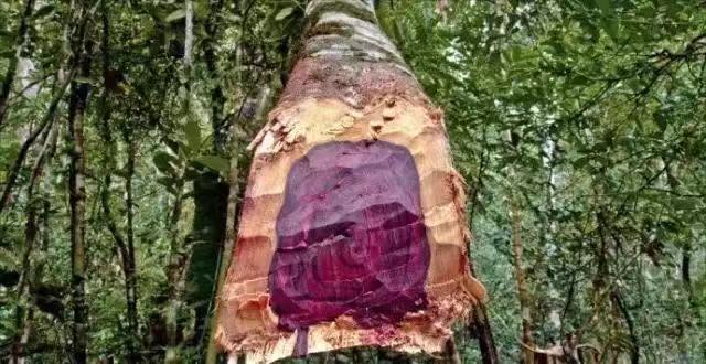 名贵红木家具排行榜最新,红木家具木材种类有哪些