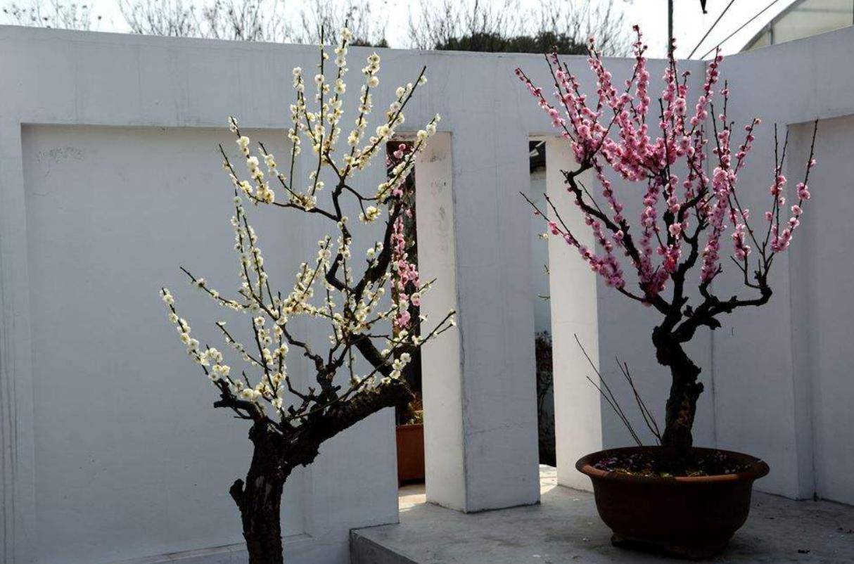 7种花很耐冻冬天也能开花,能消暑的5种花家里养一盆凉飕飕