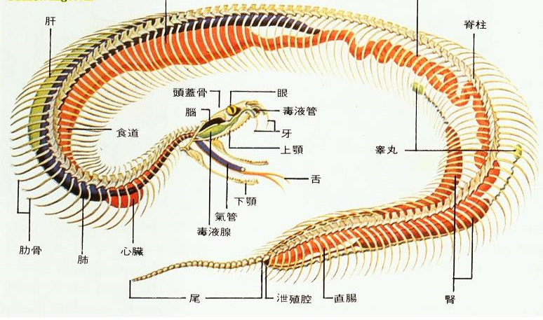 7斤重五步蛇与狗撞上，狗赶蛇不成被咬身亡！和眼镜蛇比它更毒？