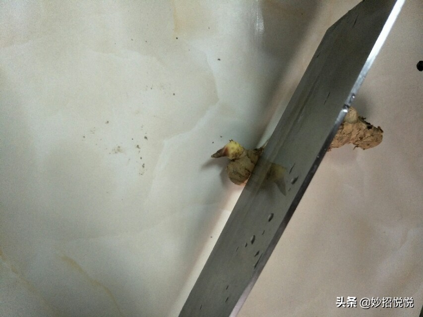 家庭生姜怎样种植最好吃,生活小妙招生姜怎么种植