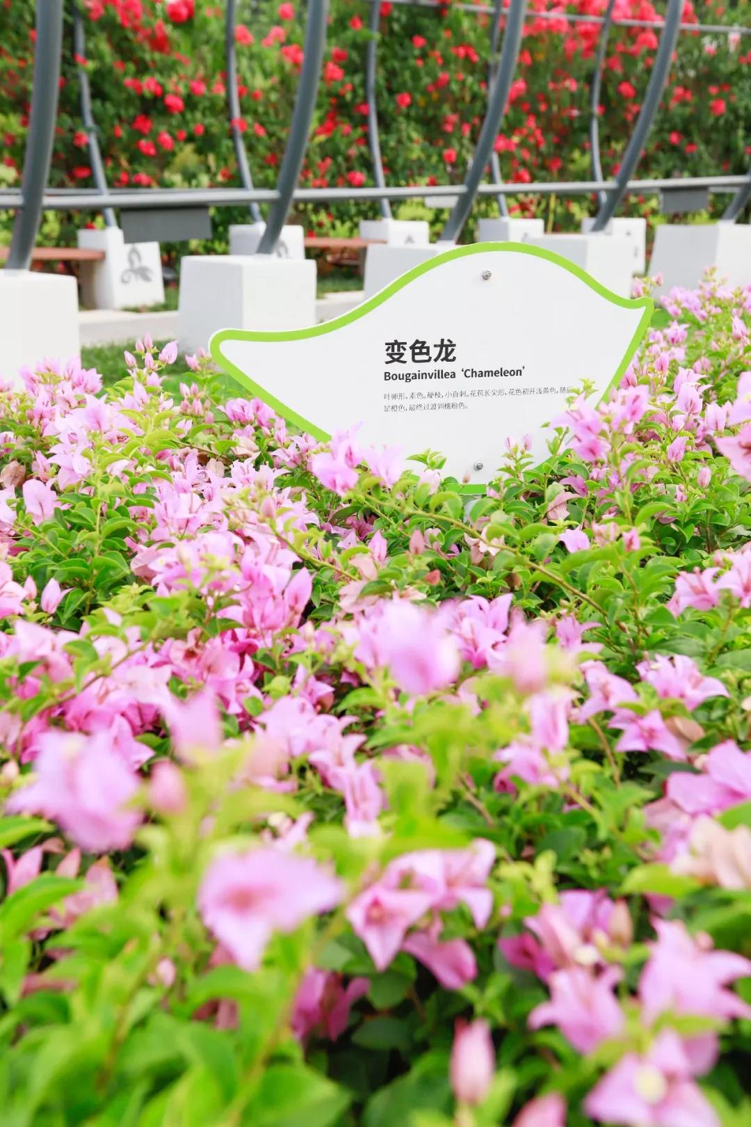 簕竹杜鹃谷公园,好看的杜鹃谷公园