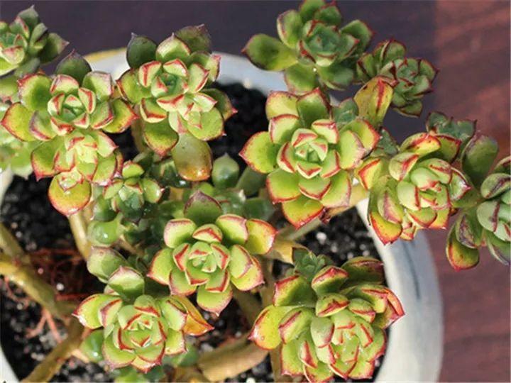 100种常见多肉的养法图片大全,60种好度夏的多肉植物