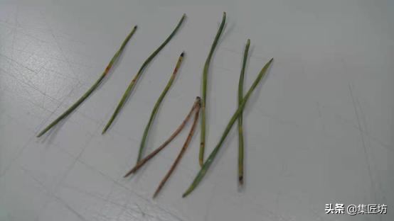 树势不旺的黑松盆景如何养护 (黑松盆景几年换盆比较好)