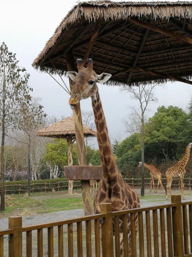 在上海迪士尼怎么玩比较快呢,在上海迪士尼玩一整天