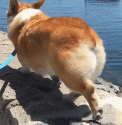 柯基十种最省心的小型犬,柯基最好用的好物