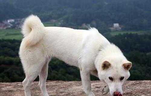 大白和大黄和大黑土狗谁厉害,土狗大黄和大黑的视频