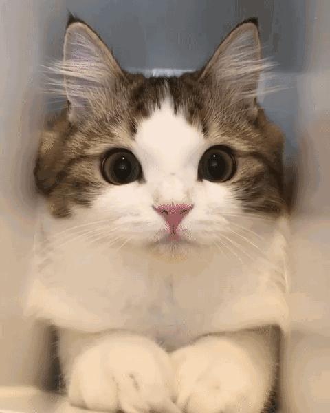 这是一篇有点痒的文章:我们一起来扒扒你家猫和跳蚤的故事