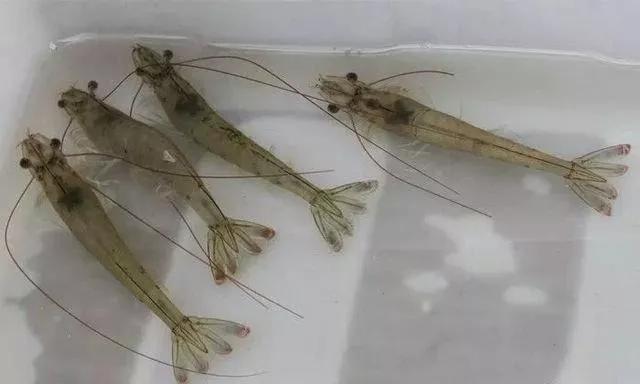 南美白对虾上料台寥寥无几,南美白对虾料吃不完怎么办