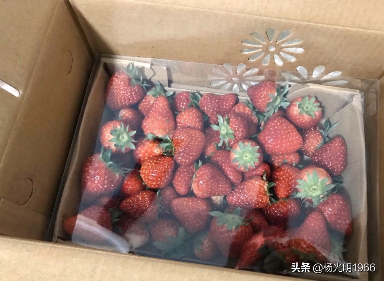 榛斾笢鍗楄嫍鏃忎緱鏃忚嚜娌诲窞鍑噷鑽夎帗 (鍑噷涓嬪徃鑽夎帗澶栭攢鎯呭喌)