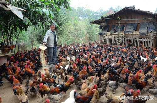 为啥都养土鸡不养柴鸡,为什么养土鸡亏损