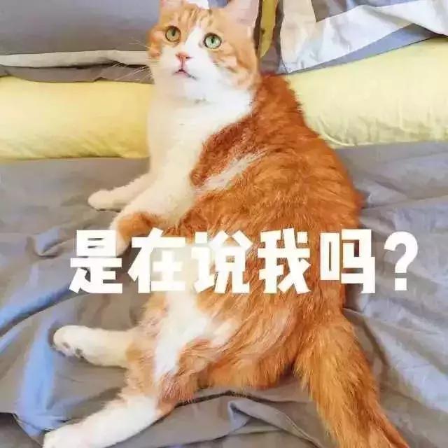 狸花猫在国外真的很少见吗,一只狸花猫的价格