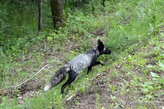 除了蝙蝠外的十二种野生动物,除了蝙蝠还有哪些野生动物不能吃