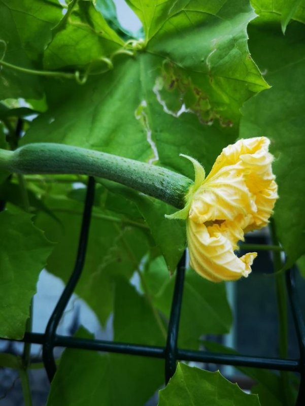 丝瓜白霉病防治,丝瓜烂果的原因及防治方法