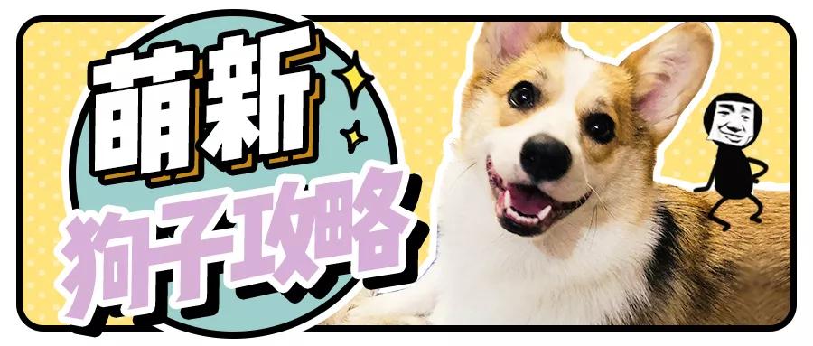 萌新应该养什么便宜宠物狗,萌新怎么入门宠物技能