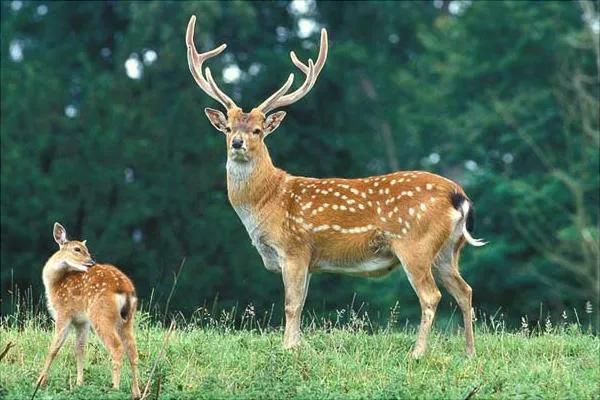 1斤鹿茸4000元,农户却宁愿养羊也不愿养鹿,亲历者讲出实情