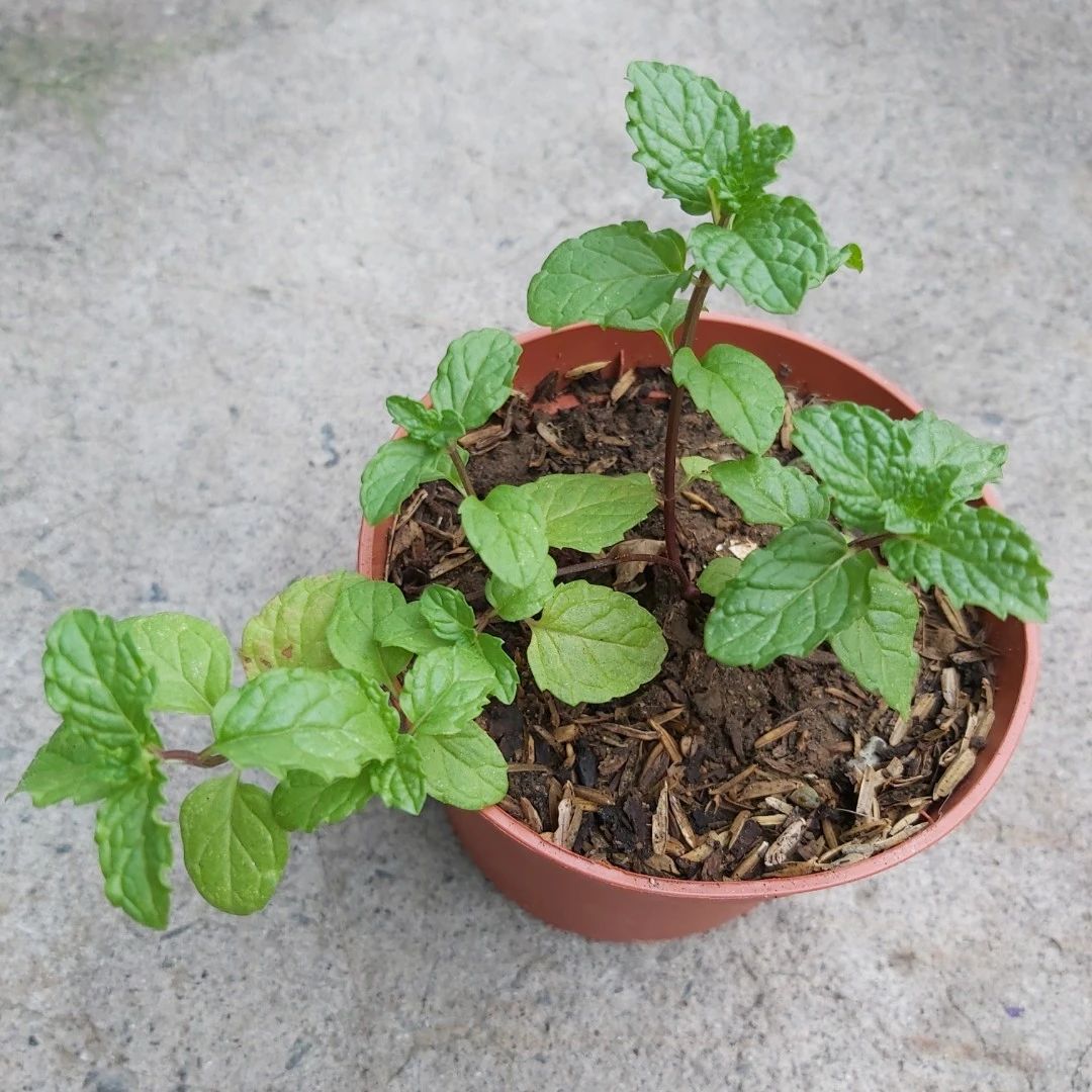 薄荷盆栽枯萎了一个星期怎么解决,薄荷黄叶枯萎怎么挽救