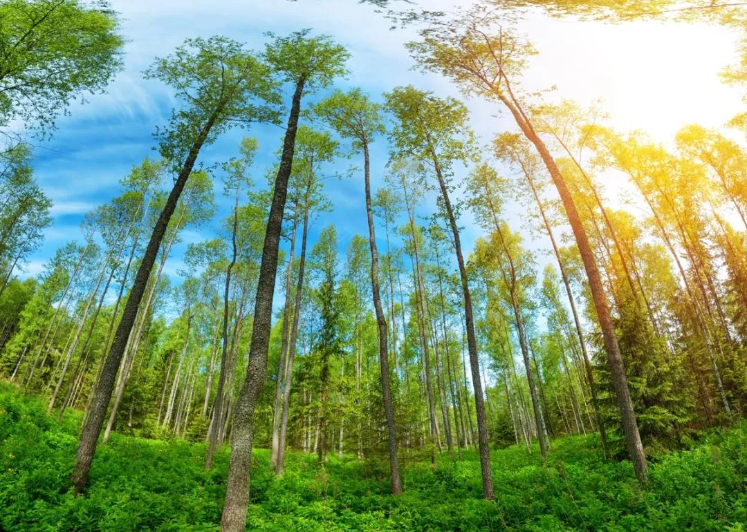 绿色让生活充满了朝气,绿色让生活更完美