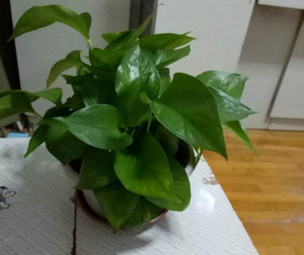 绿萝叶子黄了可以加阿斯匹林吗,绿萝黄叶用阿司匹林可以吗